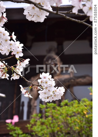 Taima-dera Niomon前面的櫻花 87588804