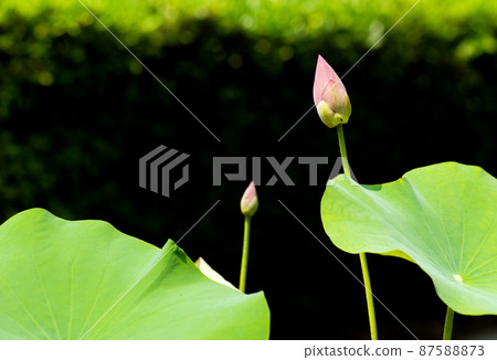 Selective focus on the blooming lotus with big green leaves isolated on the shadow of bush in background Selective focus on the blooming lotus with big green leaves isolated on the shadow of bush in background 87588873