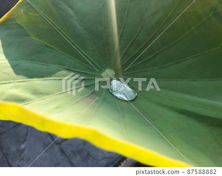 Closeup water drop on the surface of big lotus leaf with sunlight 87588882