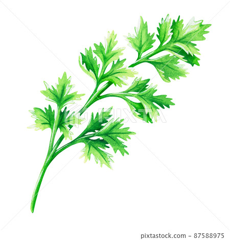 Cilantro. Watercolor vintage illustration. Isolated on a white background. For your design. 87588975