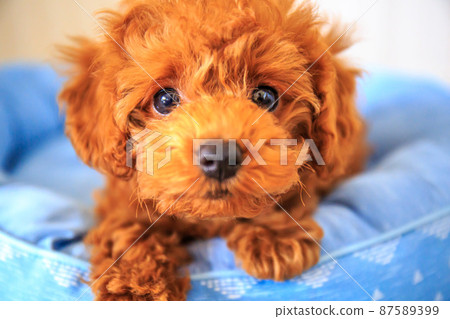 玩具貴賓犬小狗我想讓你玩 玩具貴賓犬小狗我想讓你玩 87589399