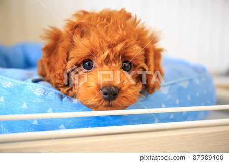 Cute toy poodle puppy 87589400