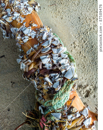 Goose barnacles, stalked barnacles, gooseneck barnacles on wooden post on beach in Ireland Goose barnacles, stalked barnacles, gooseneck barnacles on wooden post on beach in Ireland 87589476
