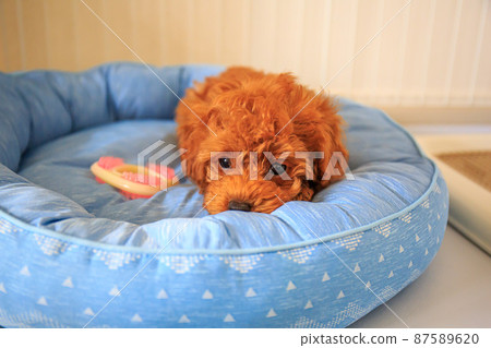 玩累了玩具貴賓犬小狗 玩累了玩具貴賓犬小狗 87589620