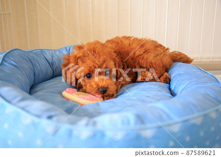 放鬆玩具貴賓犬小狗 放鬆玩具貴賓犬小狗 87589621