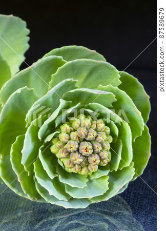 Rhodiola rosea flower on glass table with reflection Rhodiola rosea flower on glass table with reflection 87589679