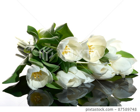 Fresh white tulips on the white background close-up shot Fresh white tulips on the white background close-up shot 87589748