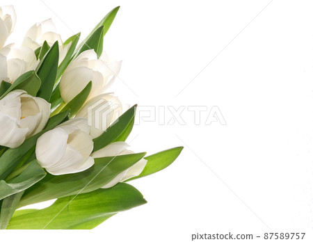 Fresh white tulips isolated on the white background Fresh white tulips isolated on the white background 87589757