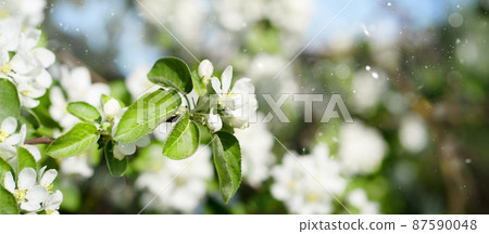 Blurred White beautiful flowers in apple tree blooming in the early sprin 87590048