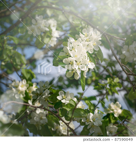 Beautiful flowers in apple tree blooming in the early spring, nature backgroung with copy space  87590049