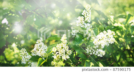 Blurred blooming white lilac twig in springtime, natural background 87590175