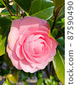 從側面斜看的粉紅色山茶花 87590490