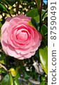 從正面看到的粉紅色山茶花 87590491