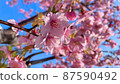 櫻花和晴朗的天氣宣告春天的到來 87590492