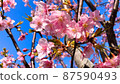 櫻花和晴朗的天氣宣告春天的到來 87590493