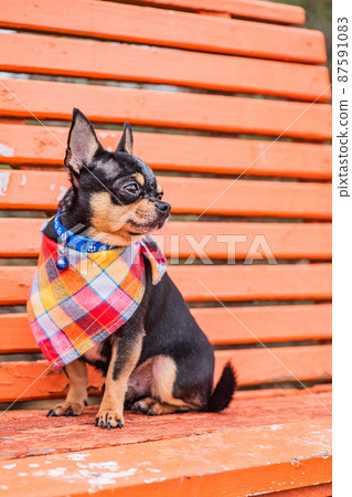 Dog breed Chihuahua black color on an orange wooden background. Dog in a bandana. Dog breed Chihuahua black color on an orange wooden background. Dog in a bandana. 87591083