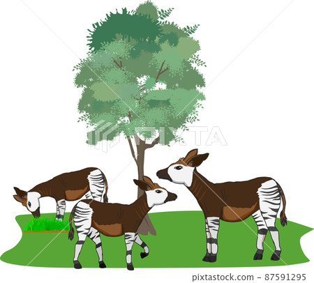 Cute okapi parent and child 87591295