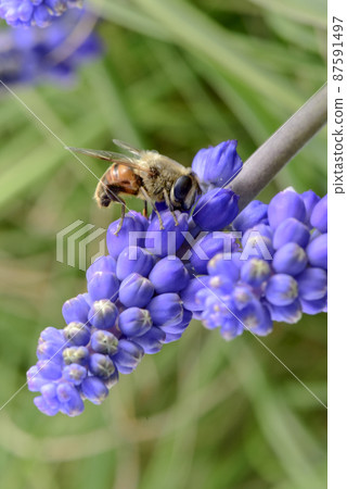 Bee on flowers in spring 87591497