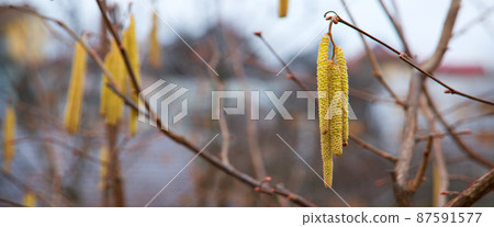 Buds on hazelnuts. Nature background Buds on hazelnuts. Nature background 87591577