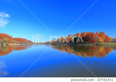 [東京] 水元公園（美里公園）的紅葉 87591831