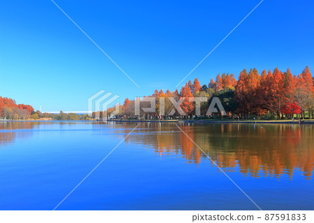 [Tokyo] Autumn leaves at Mizumoto Park (Misato Park) 87591833