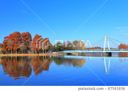 [東京]晴天下的水本橋和紅葉（水本公園） 87591836