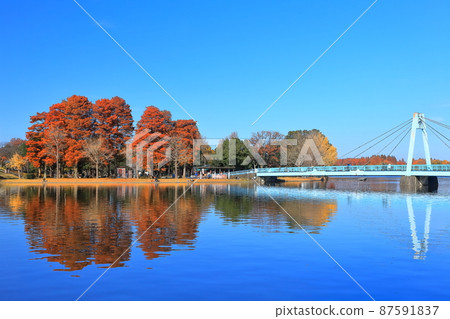[東京]晴天下的水本橋和紅葉（水本公園） 87591837
