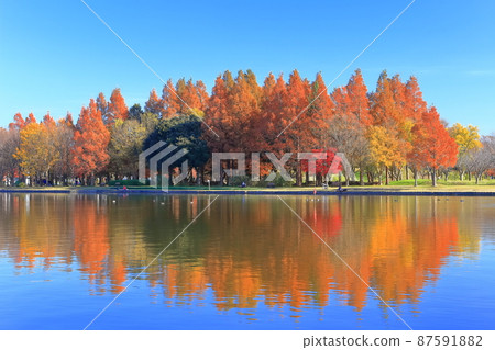 [東京] 水元公園（美里公園）的紅葉 87591882