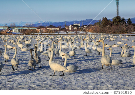 Flying to the swan feeding ground in preparation for returning to the north Flying to the swan feeding ground in preparation for returning to the north 87591950