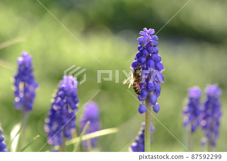 Bee on flowers in spring 87592299