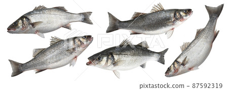 Sea bass fish isolated on white background 87592319