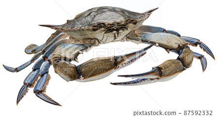 Blue crab isolated on white background, full depth of field 87592332