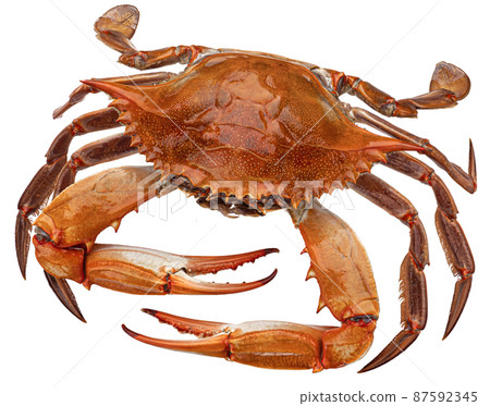 Cooked blue crab isolated on white background 87592345