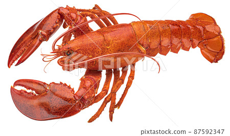 Red lobster isolated on white background Red lobster isolated on white background 87592347