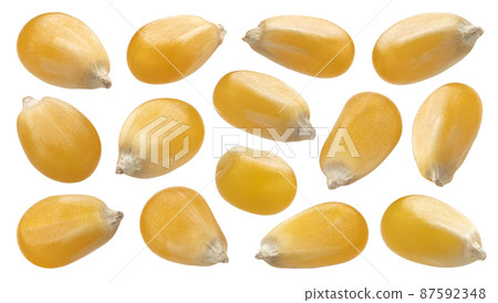 Raw corn grains isolated on white background Raw corn grains isolated on white background 87592348