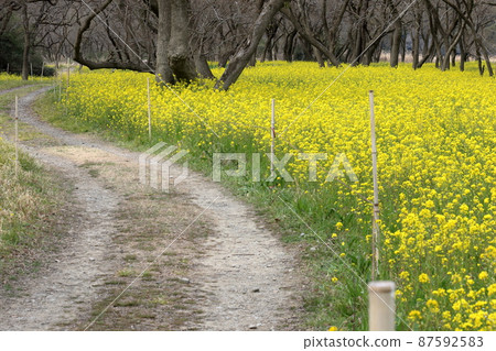 走在油菜地裡(高知縣四萬十市入田柳林) 走在油菜地裡(高知縣四萬十市入田柳林) 87592583