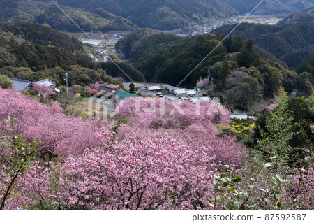 Snow-splitting cherry blossoms bloom on Mt. Kuwata (Susaki City, Kochi Prefecture) Snow-splitting cherry blossoms bloom on Mt. Kuwata (Susaki City, Kochi Prefecture) 87592587