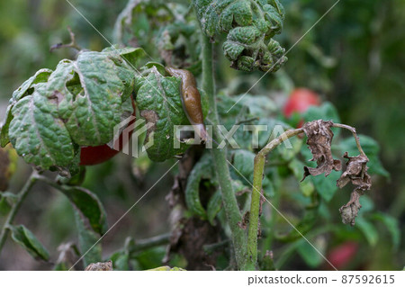 A closeup of a slug on a fresh garden tomato. A closeup of a slug on a fresh garden tomato. 87592615