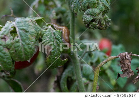 Fungal diseases of tomatoes Late blight is one of the most dangerous diseases Fungal diseases of tomatoes Late blight is one of the most dangerous diseases 87592617