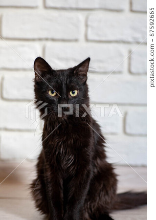 portrait of a grey cat with stripes laying on a ground, close-up, selective focus. High quality 87592665
