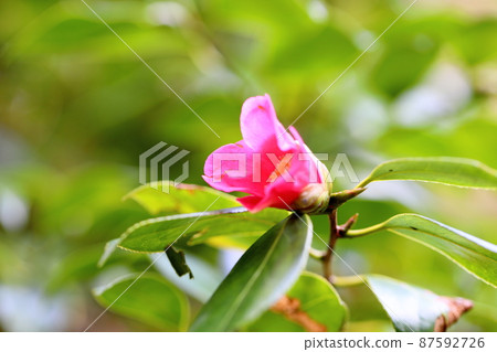 山茶花神崎赤助 山茶花神崎赤助 87592726