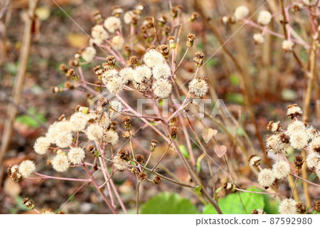 Flower winter leopard plant Flower winter leopard plant 87592980