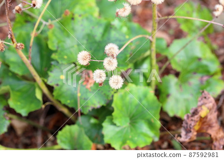Flower winter leopard plant Flower winter leopard plant 87592981