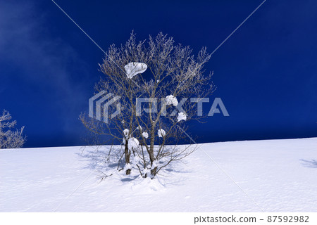 雪原風光、樹木藍天① 87592982