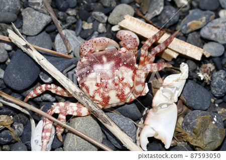 Flotsam corpse of shore crab 87593050