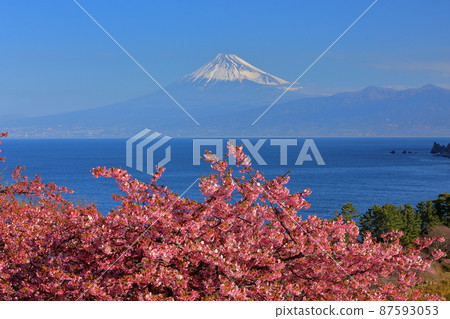 靜岡縣沼津市井田 以雪妝觀賞初開的河津櫻花和駿河灣在茂神池和富士山附近的斜坡上 87593053