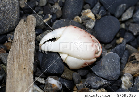 Flotsam crab claws Flotsam crab claws 87593059