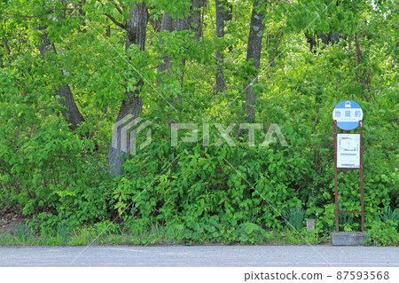 Image of Totoro next to the bus stop in the forest 87593568