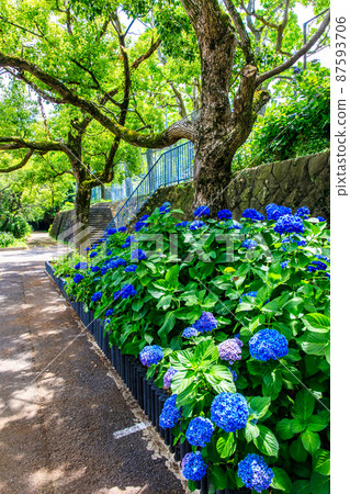 Hydrangea in Kaminoshima Park [Nagasaki City] 87593706