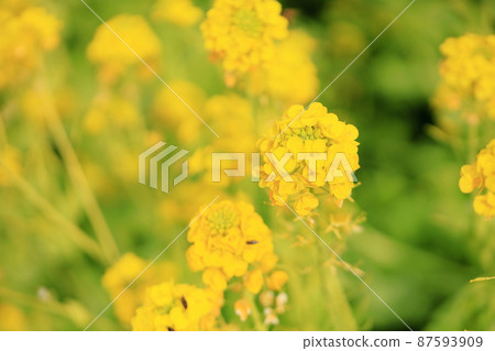 強姦開花 強姦開花 87593909